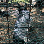 レークヒル・ファーム - うさぎオネダリ