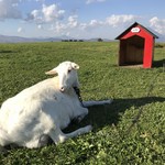 レークヒル・ファーム - 見返り美人のユキちゃん