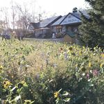 レークヒル・ファーム - ひまわり畑