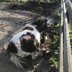 レークヒル・ファーム - お疲れ気味のロバさん