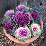 もんど - 店頭の風景　2019.1