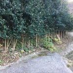 すずめ庵 - 冬の椿ロード