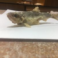 天ぷら 大坂屋 草哲 - 