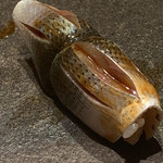 寿し おおはた - 