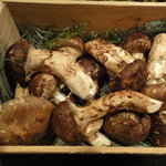 くすのき - 山口県の松茸