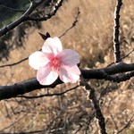 電光石火 - 南伊豆で見つけた河津桜。僅かですが(^｡^)咲いていました(^ ^)