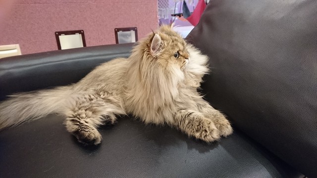 1000以上 猫 カフェ 小田原 3009 小田原 猫 カフェ
