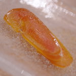 うを徳 - 伊勢（いせ）の鯔子（ぼらこ）→唐墨（からすみ）