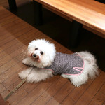 旬采 - 今日は楽しいわネッ！