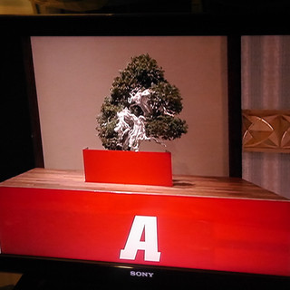 小ざくらや一清_1