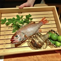 のどぐろ専門 銀座中俣 はなれ - 対馬沖ののどぐろ＂紅瞳＂