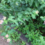 さらすわてぃ - 庭の草木