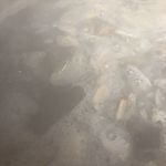 中華蕎麦 とみ田 - 