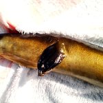 角喜鮨 - 10月頃になると脂が一気に乗ってくる感じがします