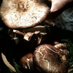 くろぎ - この開いているのは香りが最高