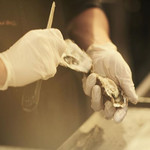 ガンボ＆オイスターバー 梅田NU茶屋町店