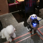 OSTERIA dieci - 凄〜い！！光る首輪〜♬