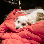 OSTERIA dieci - お隣のベルーガ