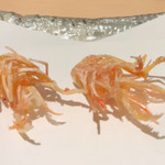 にい留 - 天風ら  ←と書きます