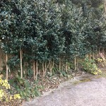 すずめ庵 - 椿ロードは季節外やけど
      ひとつだけ綺麗に咲いてた(〃ω〃)