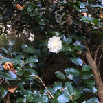 すずめ庵 - 季節感の無い子だけど
      とっても綺麗です(〃ω〃)