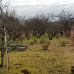 蕎麦料理 すみや - 