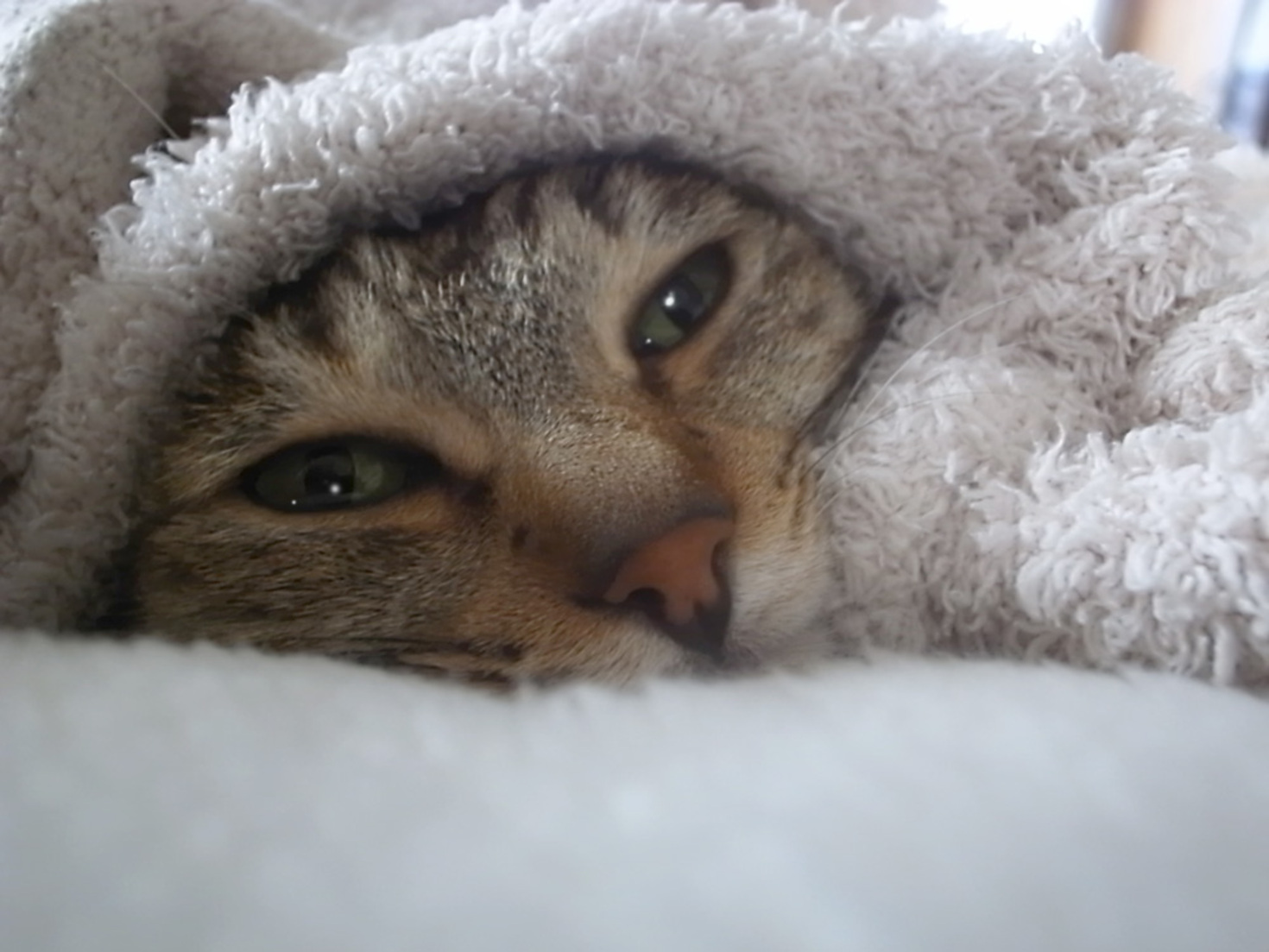 レビュアーのカバー画像