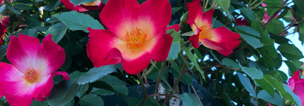 レビュアーのカバー画像