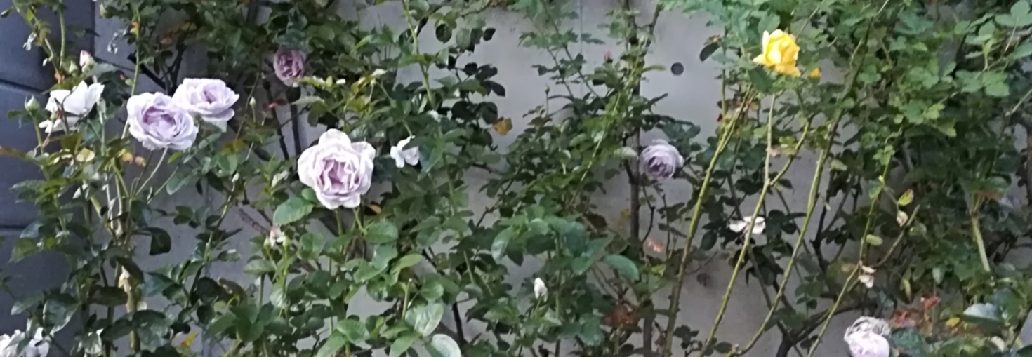 レビュアーのカバー画像