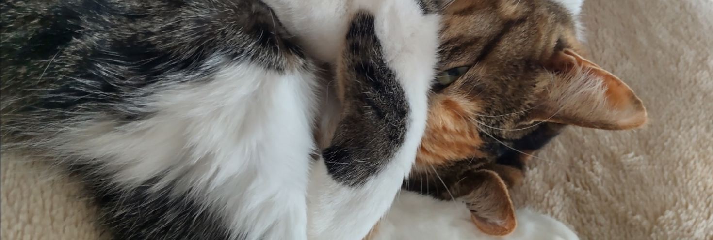 レビュアーのカバー画像