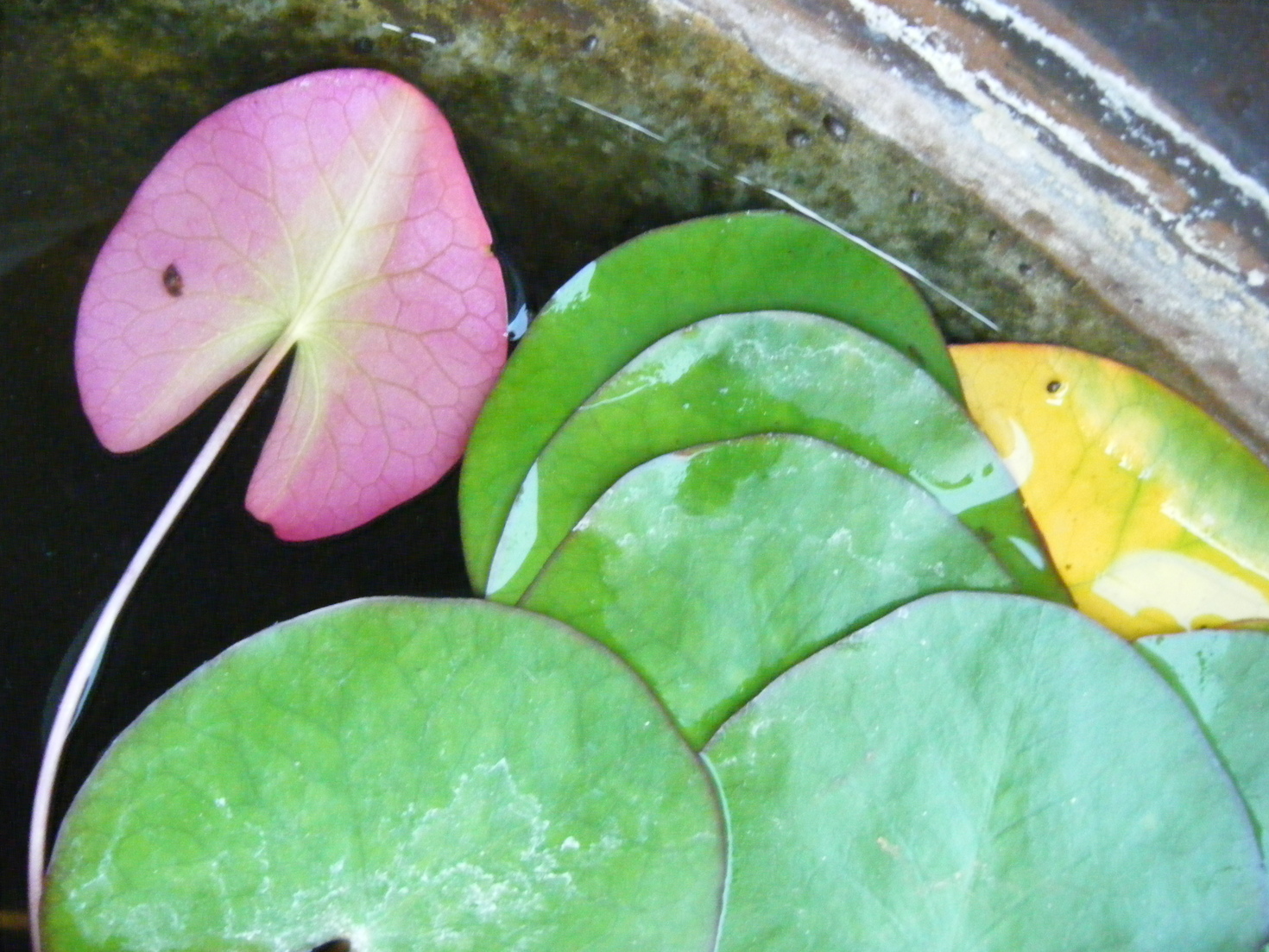 レビュアーのカバー画像