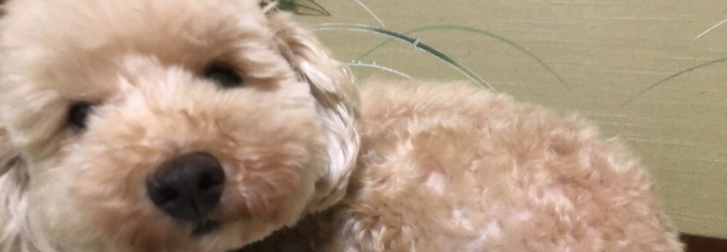 レビュアーのカバー画像