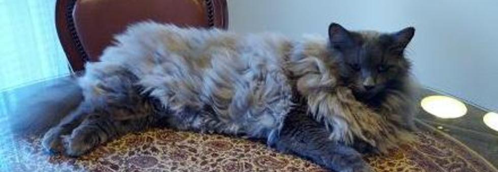 レビュアーのカバー画像