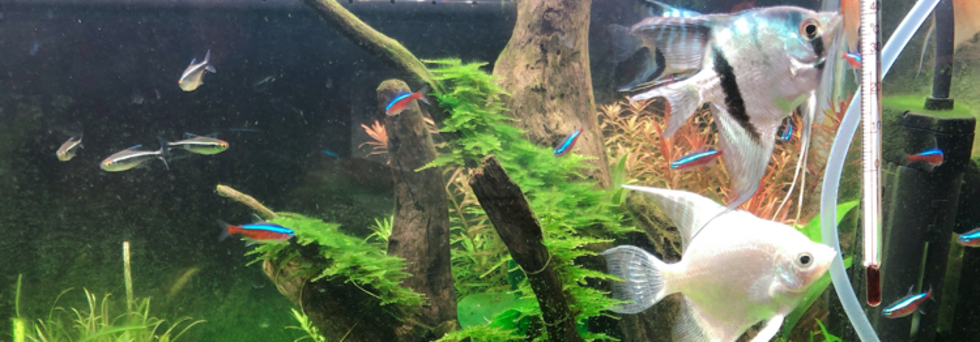 レビュアーのカバー画像