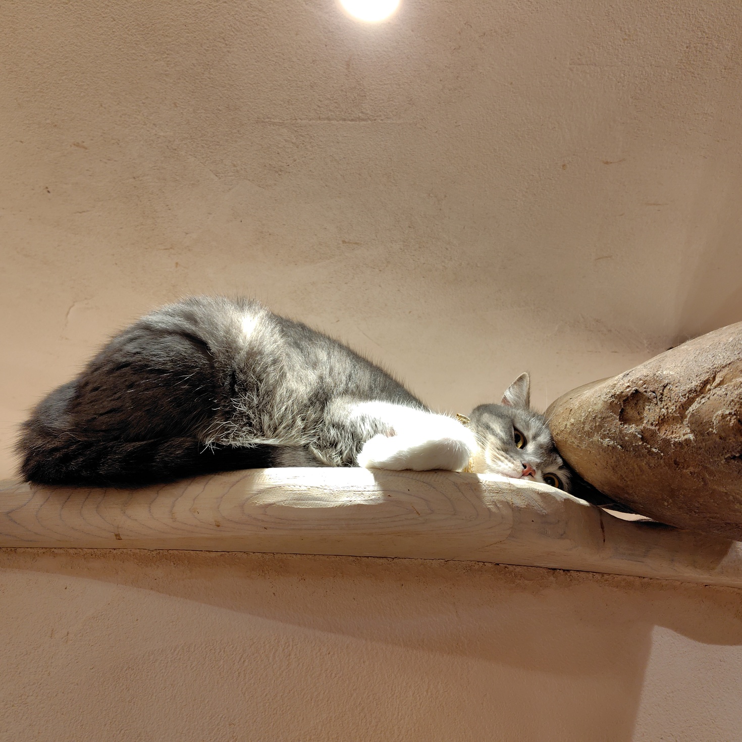 レビュアーのカバー画像