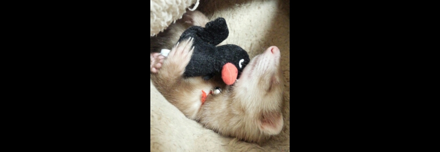 レビュアーのカバー画像