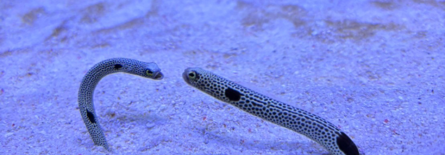 レビュアーのカバー画像