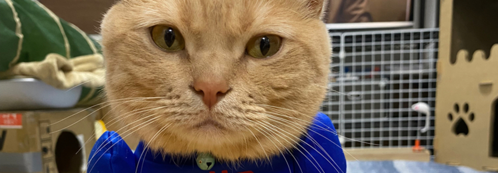 レビュアーのカバー画像