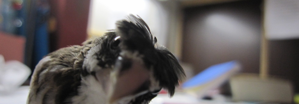 レビュアーのカバー画像