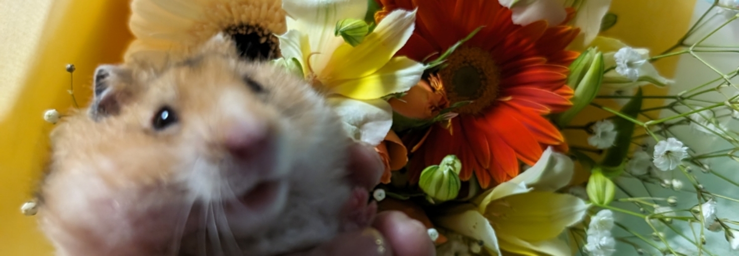 レビュアーのカバー画像