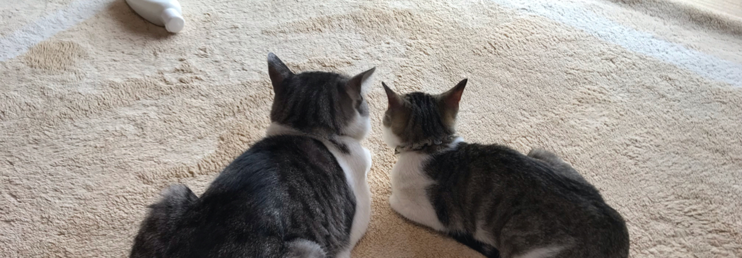 レビュアーのカバー画像