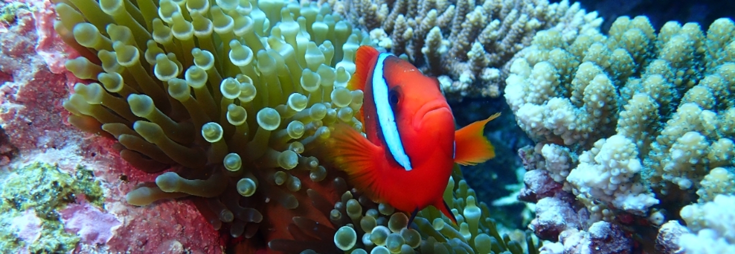 レビュアーのカバー画像