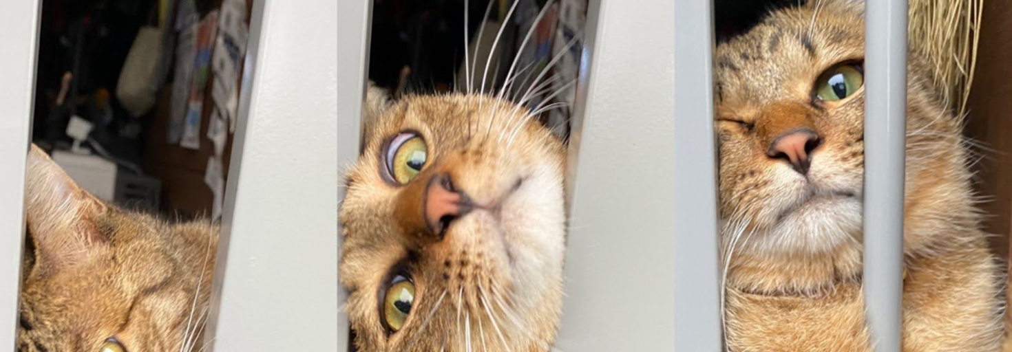 レビュアーのカバー画像