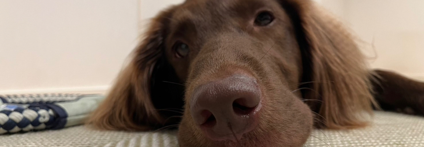 レビュアーのカバー画像