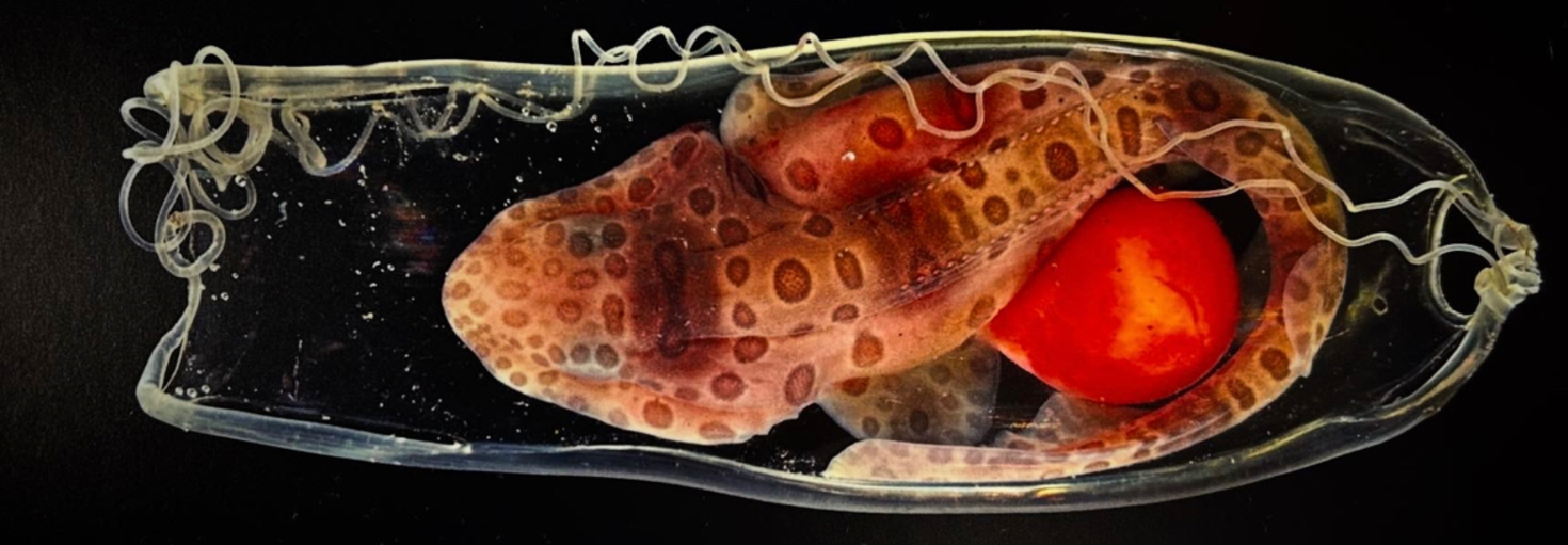 レビュアーのカバー画像