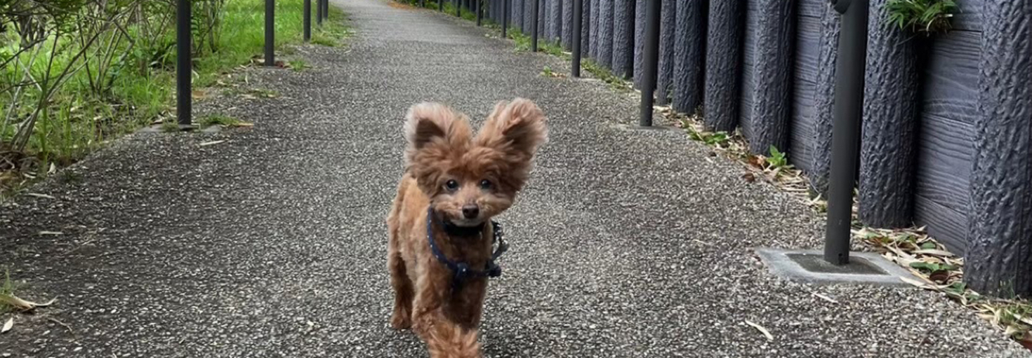 レビュアーのカバー画像