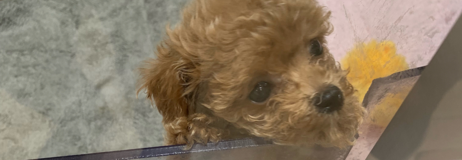 レビュアーのカバー画像