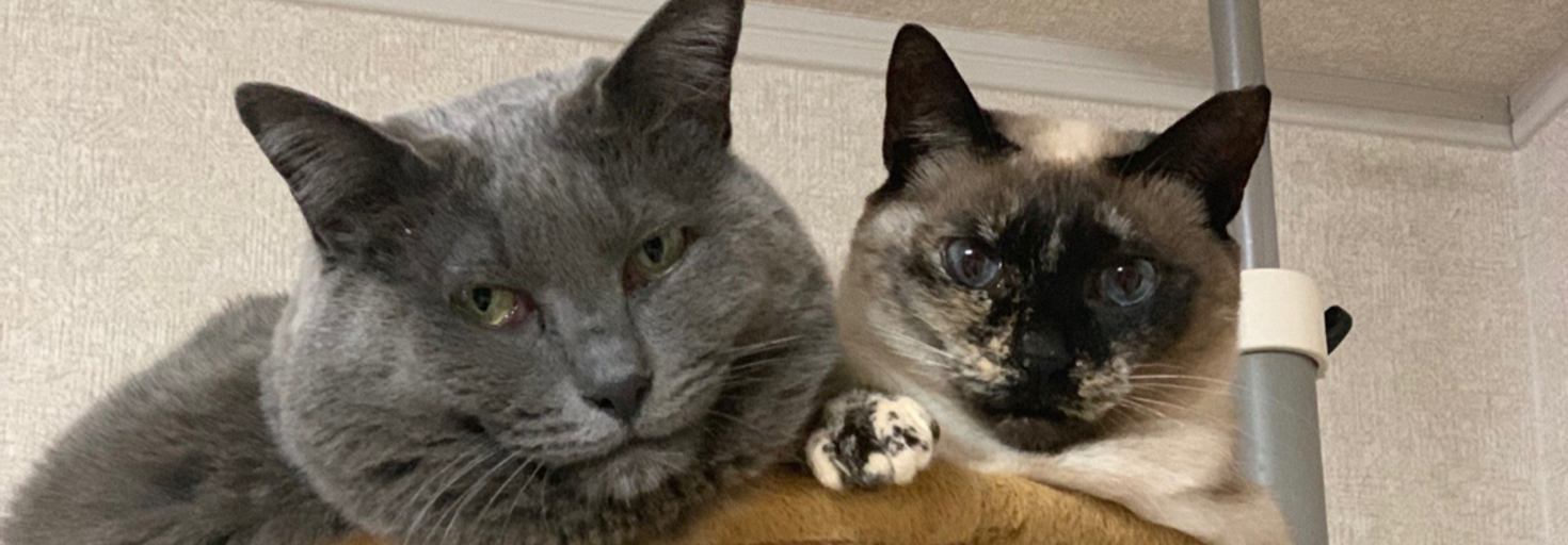 レビュアーのカバー画像