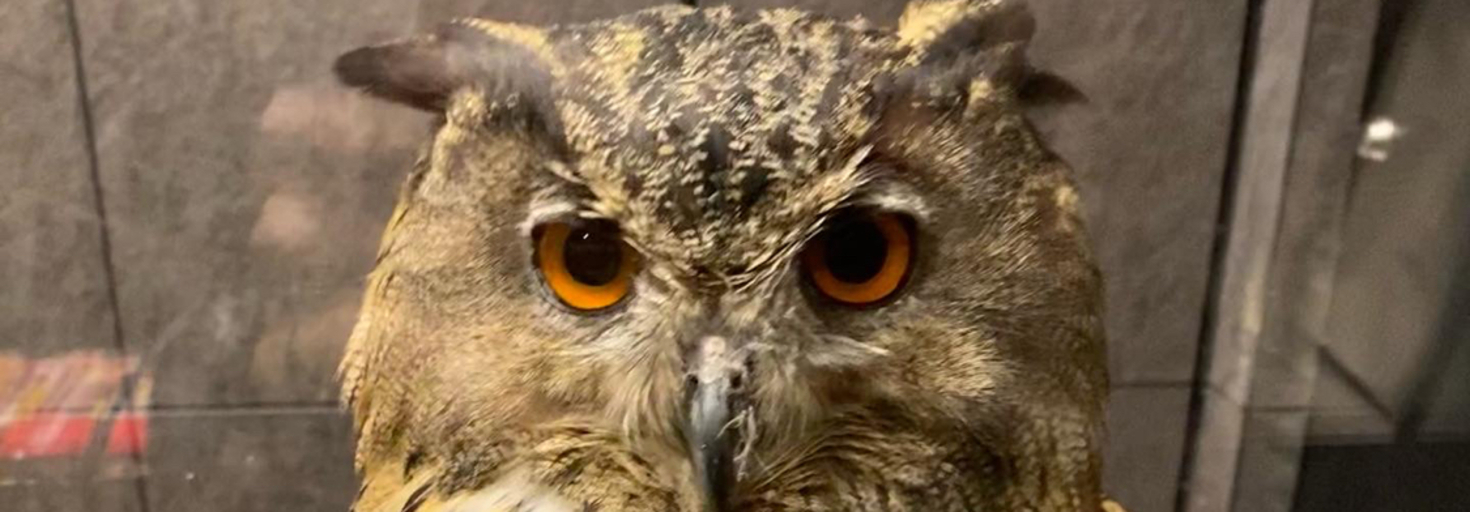 レビュアーのカバー画像