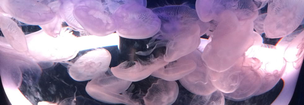 レビュアーのカバー画像